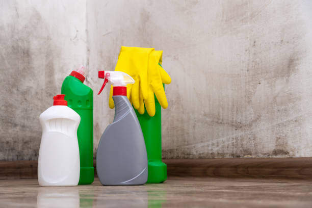 Why You Should Choose Our Mold Remediation Services in Milton, FL